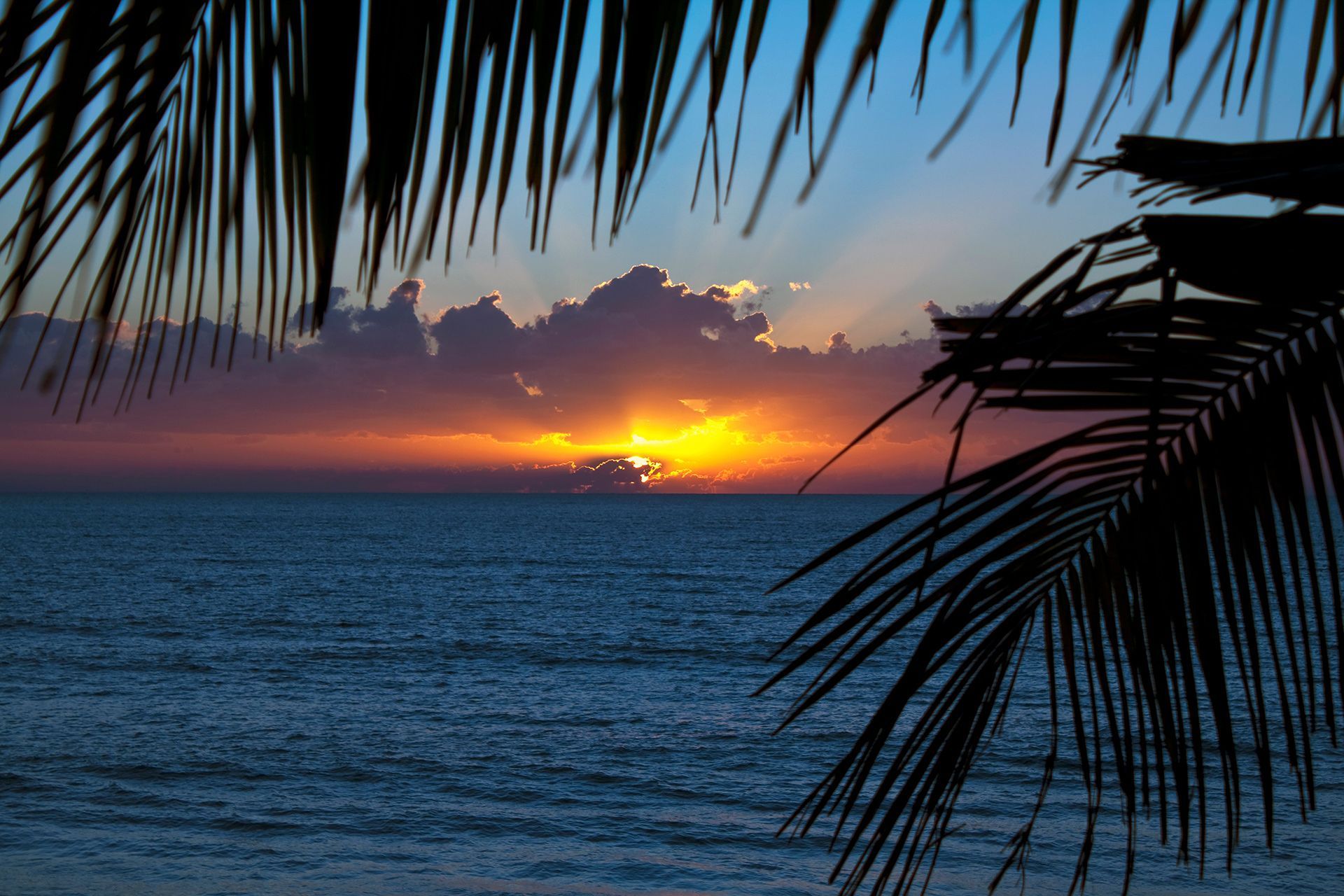 A Palm Tree Is Silhouetted Against A Sunset Over The Ocean — Roof & Guttering Solutions In Saratoga, NSW