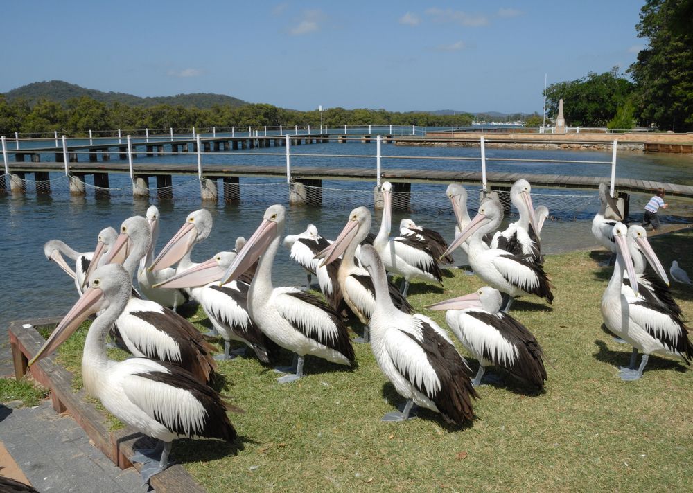A Flock Of Pelicans Standing On The Grass Near A Body Of Water — Roof & Guttering Solutions In Woy Woy, NSW