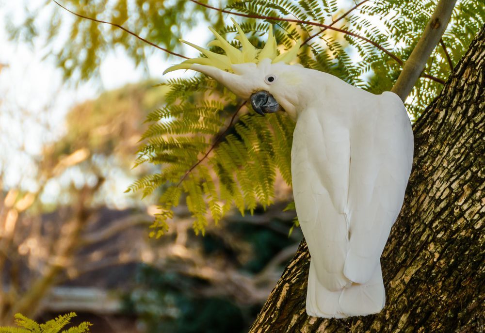 A White Cockatoo Is Perched On A Tree Branch — Roof & Guttering Solutions In Woy Woy, NSW
