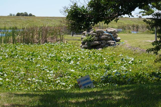 Grassy field with a small rock pile and a hanging tree under a clear sky