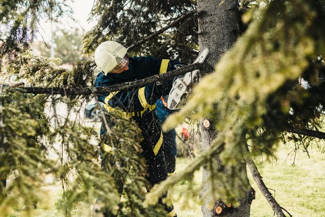 A person wearing a hard hat and protective work gear uses a chainsaw to trim branches from a pine tree.