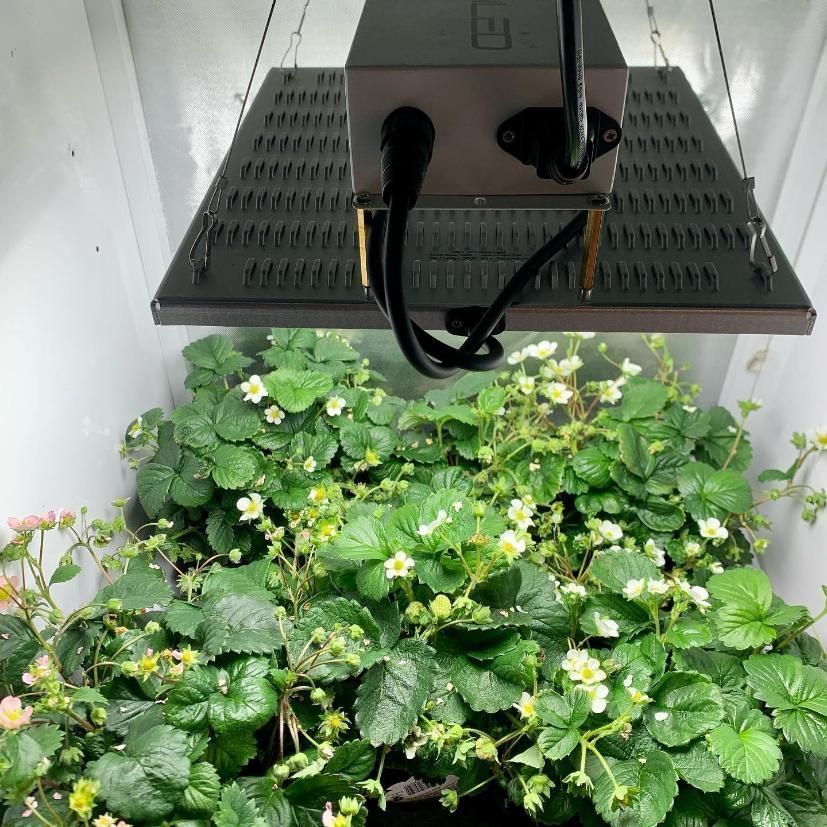 Strawberry Plants Growing Under a Grow Light in a Contained Environment — Cairns Hydroponics In Bungalow, QLD