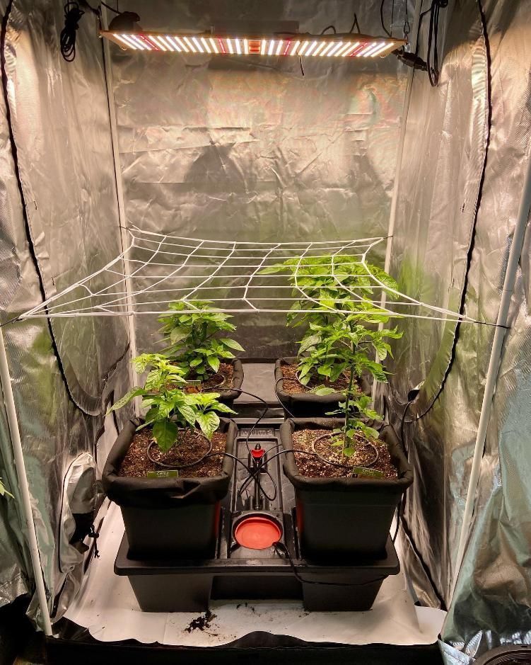 Indoor Grow Tent With Four Potted Plants Under Grow Lights and a Trellis — Cairns Hydroponics In Bungalow, QLD