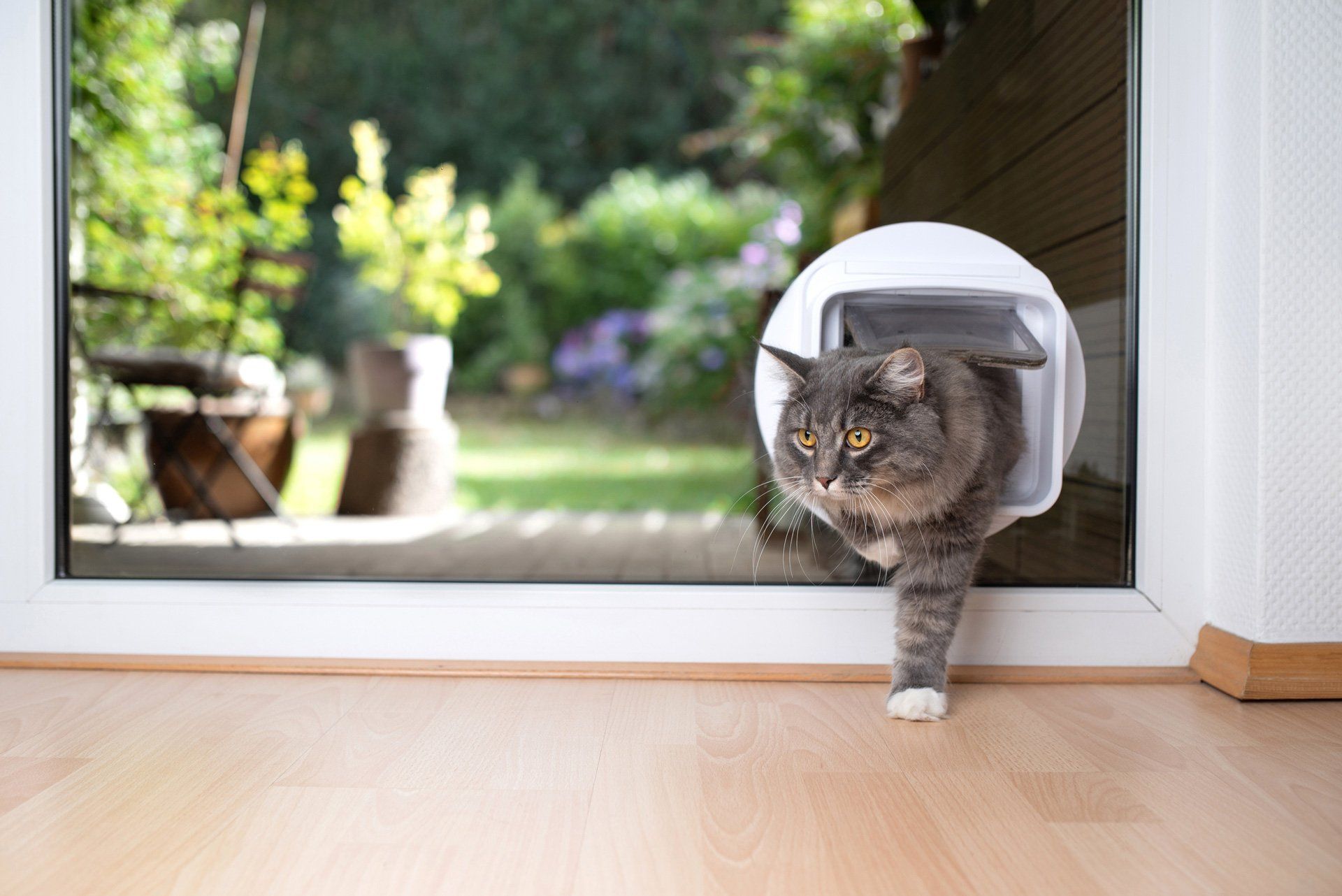 A glass door with a pet door and a cat | Fyshwick, ACT | EW Glass A glass door with a pet door and a cat | Fyshwick, ACT | EW Glass