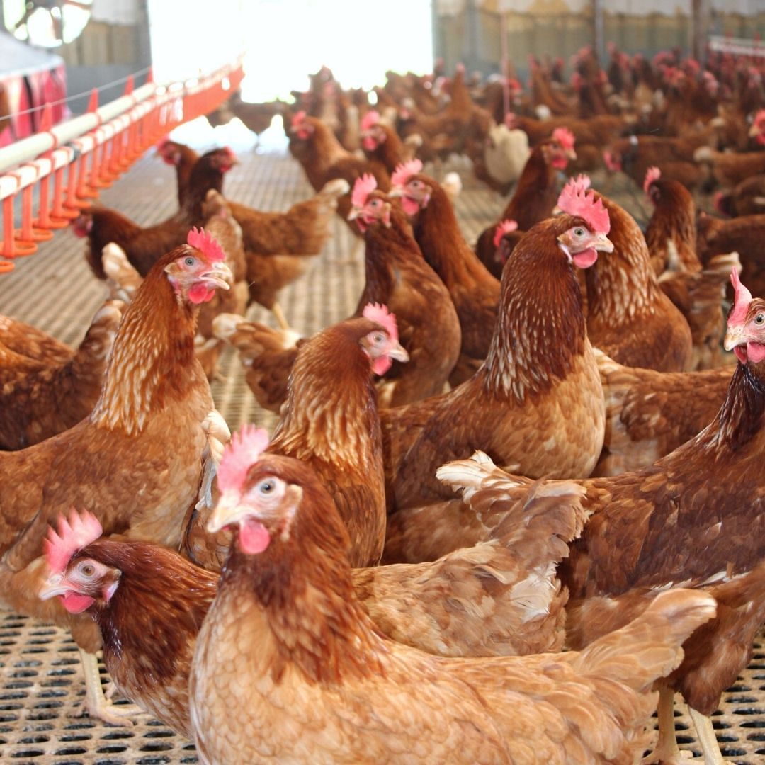 Brown Laying Hens for Sale Llandilo, NSW