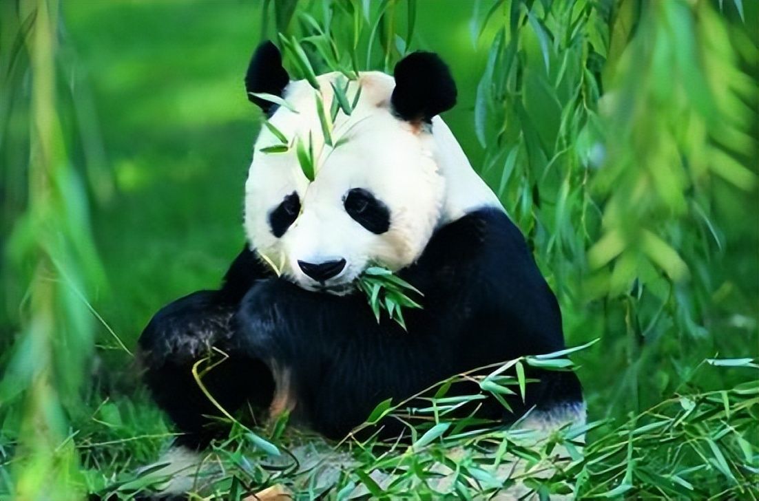 Chengdu Panda Base: Best Time to Visit, Tickets & Tips