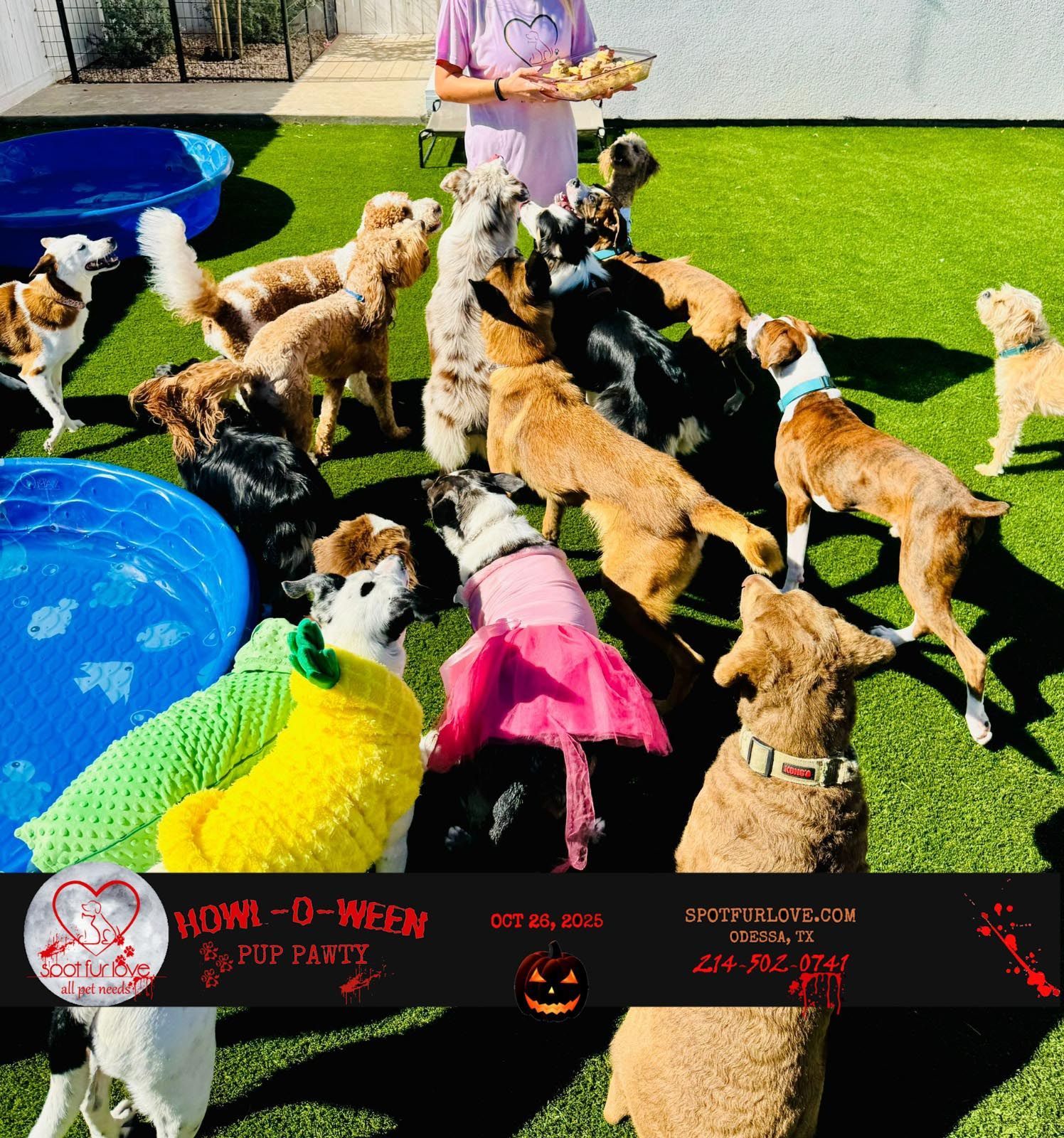 Dogs at a 
