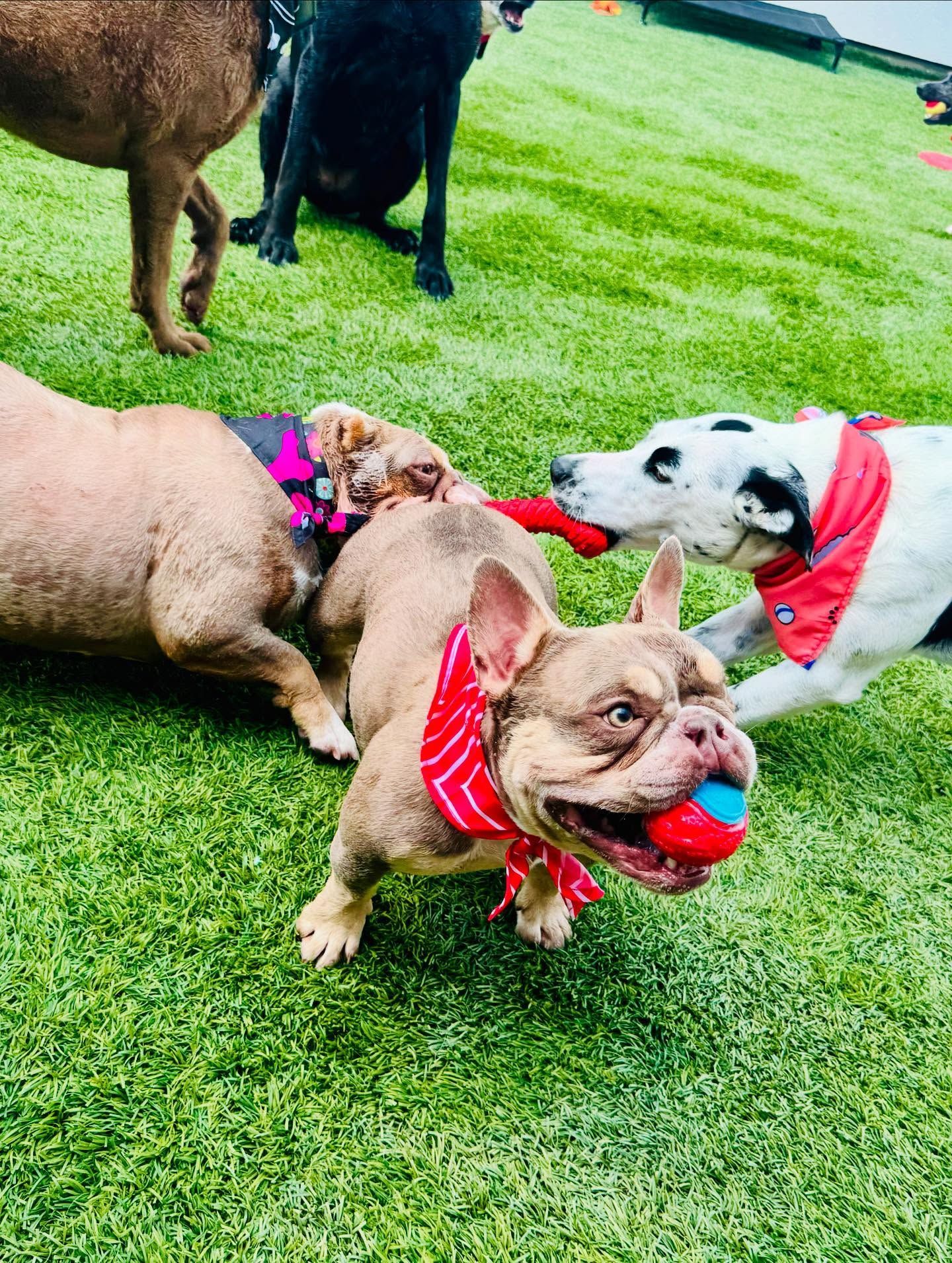 Dogs playing tug-of-war on green grass. One French Bulldog with a red bandana holds a ball in its mouth, others pull on a toy.
