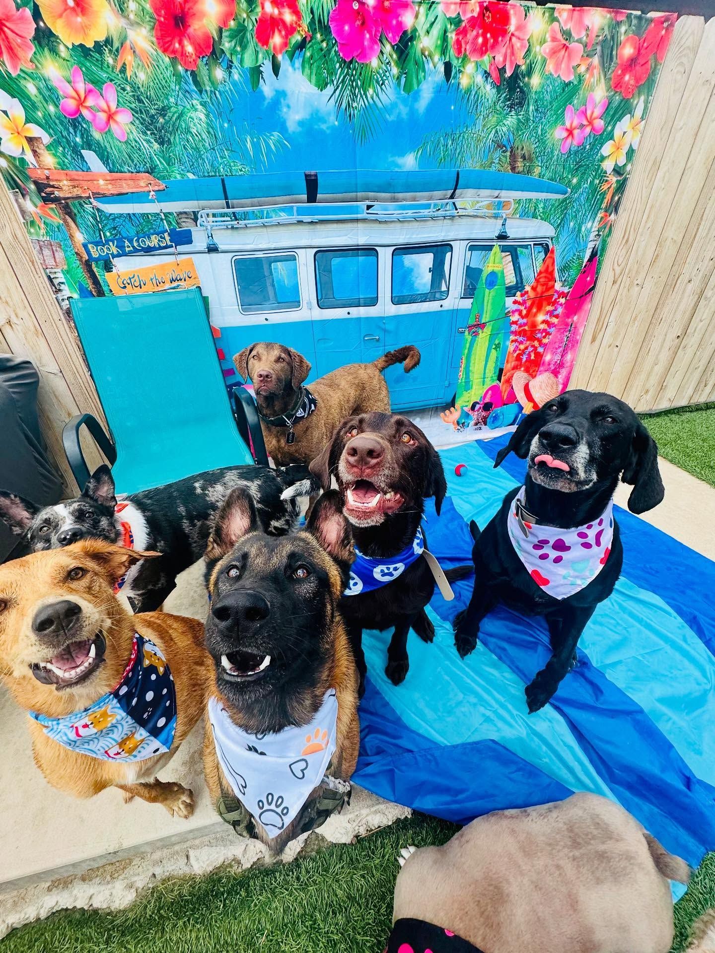 Smiling dogs posing in front of a tropical backdrop with a blue van and surfboards.