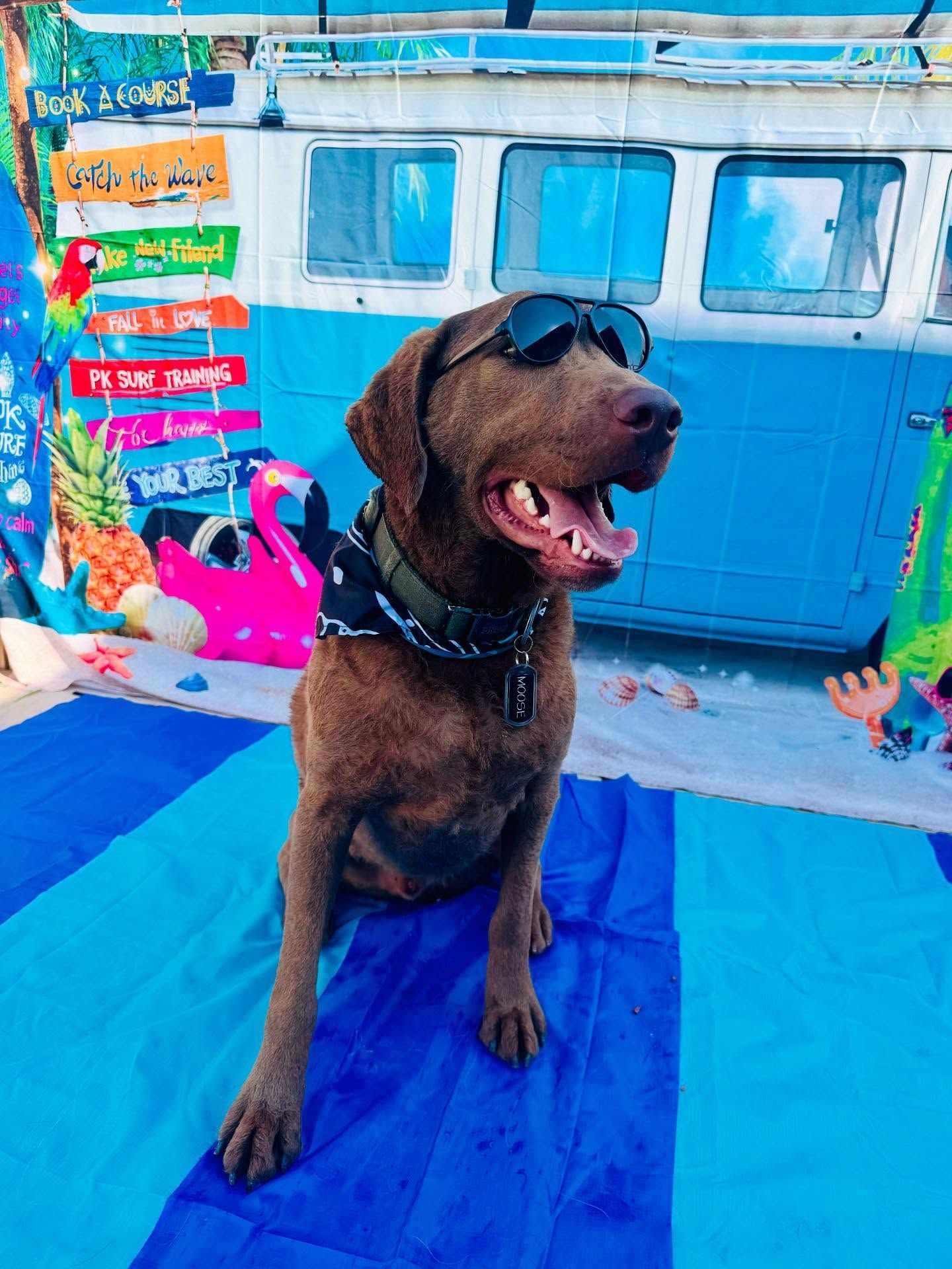 Brown dog wearing sunglasses, sitting on a blue towel in front of a colorful beach scene.