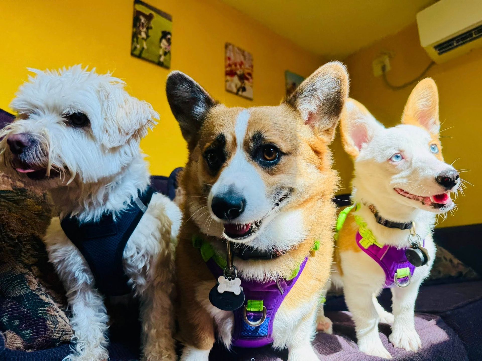 Three dogs sit together on a purple couch. A white dog, a corgi, and a corgi with blue eyes are pictured. All are wearing harnesses.