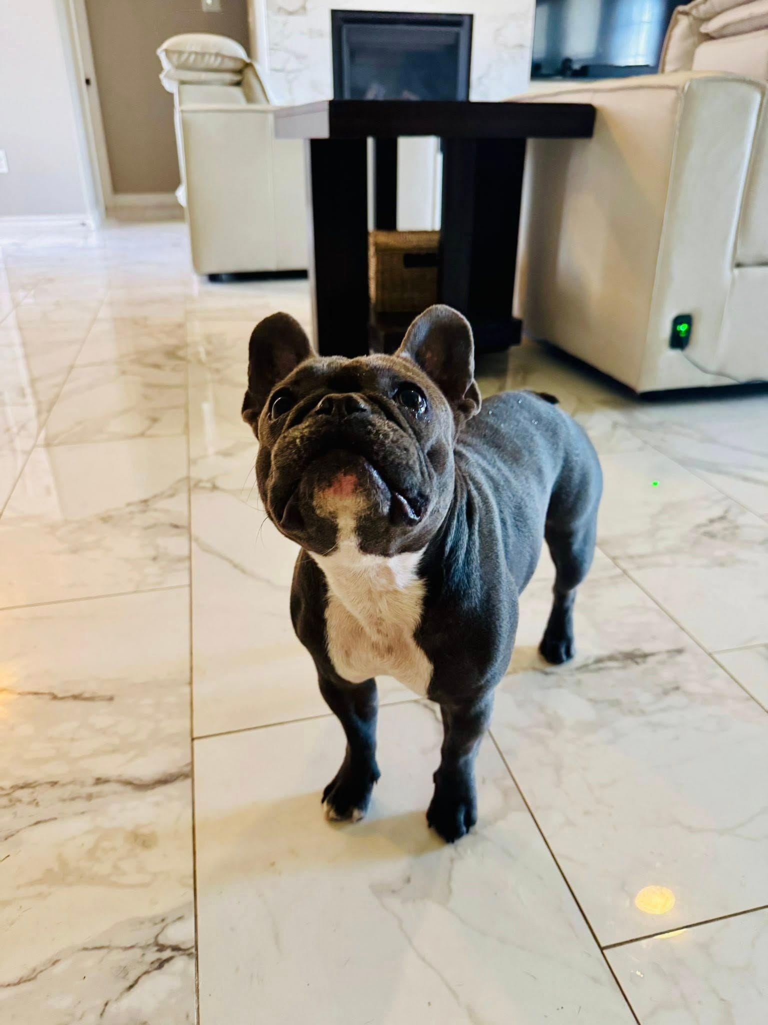 French Bulldog with a blue-grey coat, white chest, standing on marble floor, looking upwards.