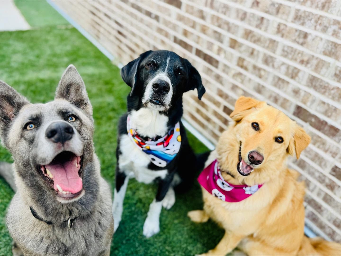 Three dogs smiling for the camera; gray, black and white, and yellow; wearing bandanas and sitting on green turf near a brick wall.