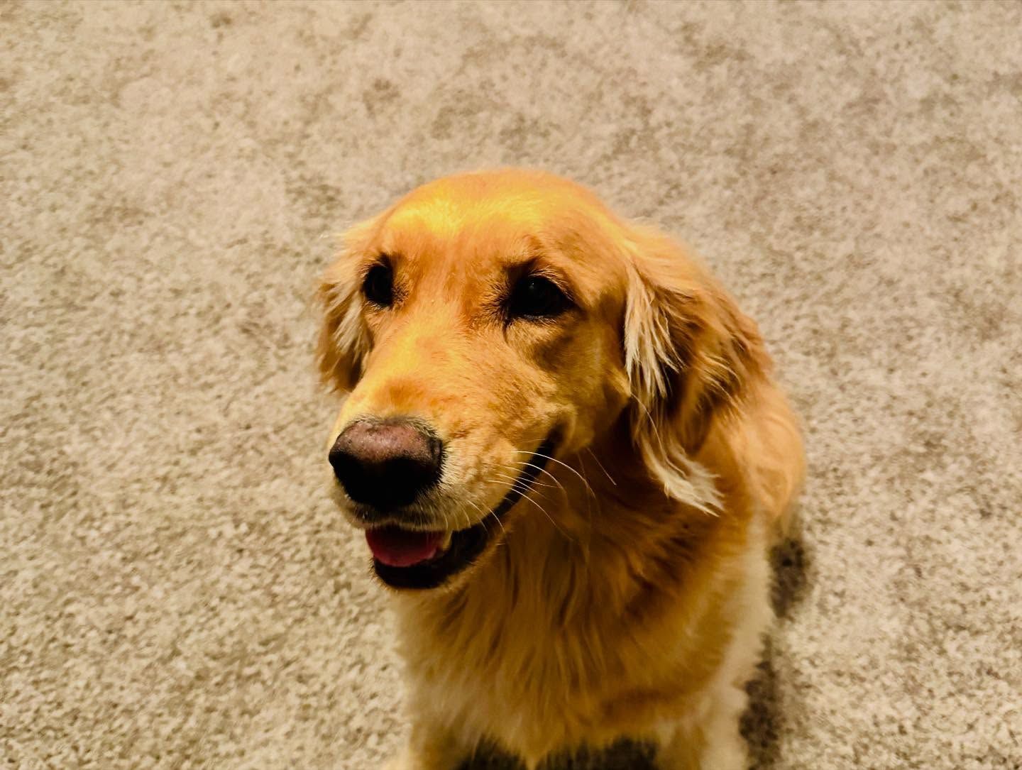 Golden retriever dog with golden fur and happy expression, sitting on beige carpet.
