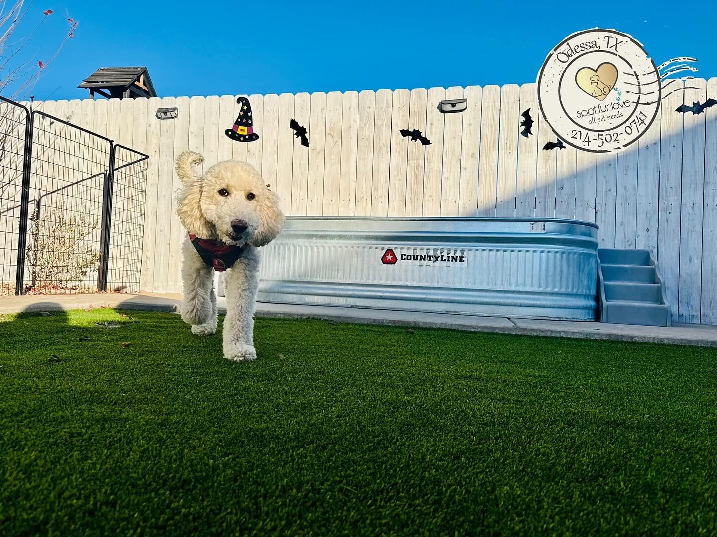 Golden doodle dog on green turf walks toward the camera, in front of a metal tank and white fence.