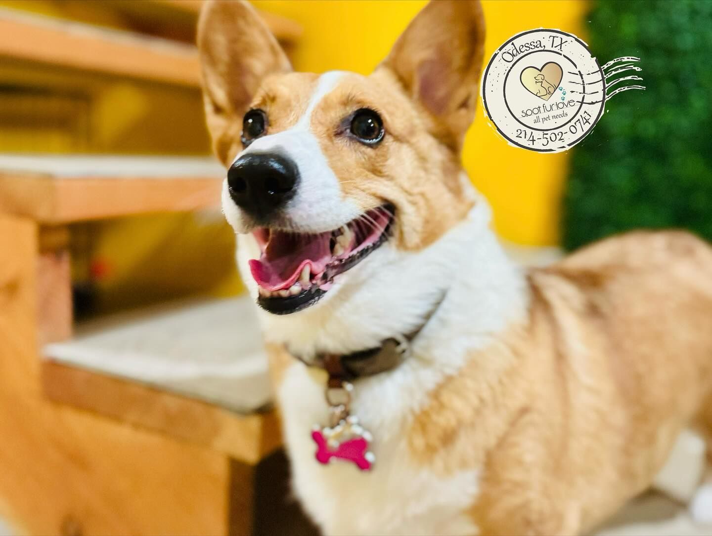 Happy Corgi dog with a brown and white coat, wearing a collar and pink tag, smiling with mouth open.