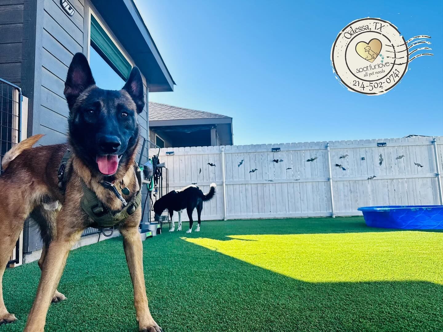 Dog with tongue out, in a yard with other dog and blue pool. Sunny day, white fence.