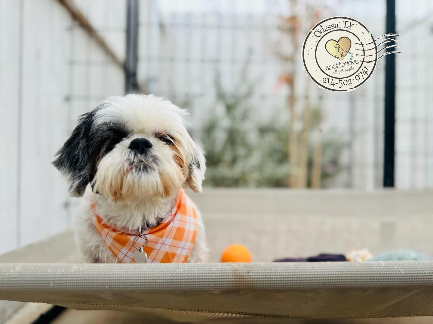 Shih Tzu dog wearing an orange bandana, sitting on a raised bed, outdoors.