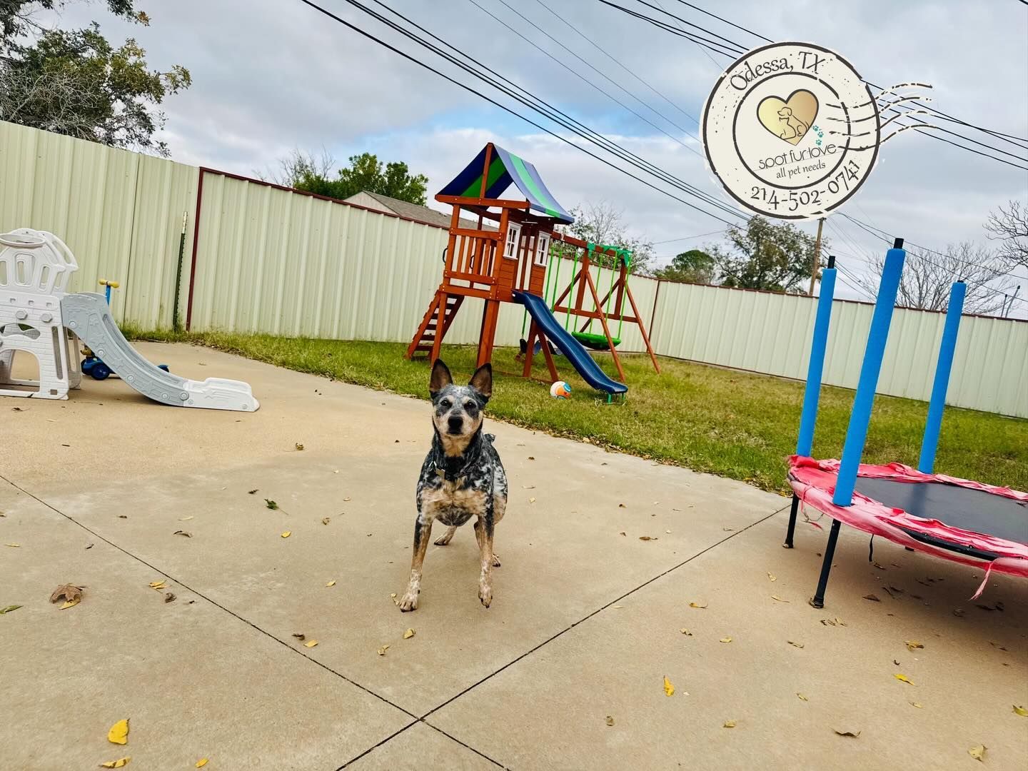 Blue heeler dog stands on a concrete patio in a backyard with a playset, trampoline, and fence.