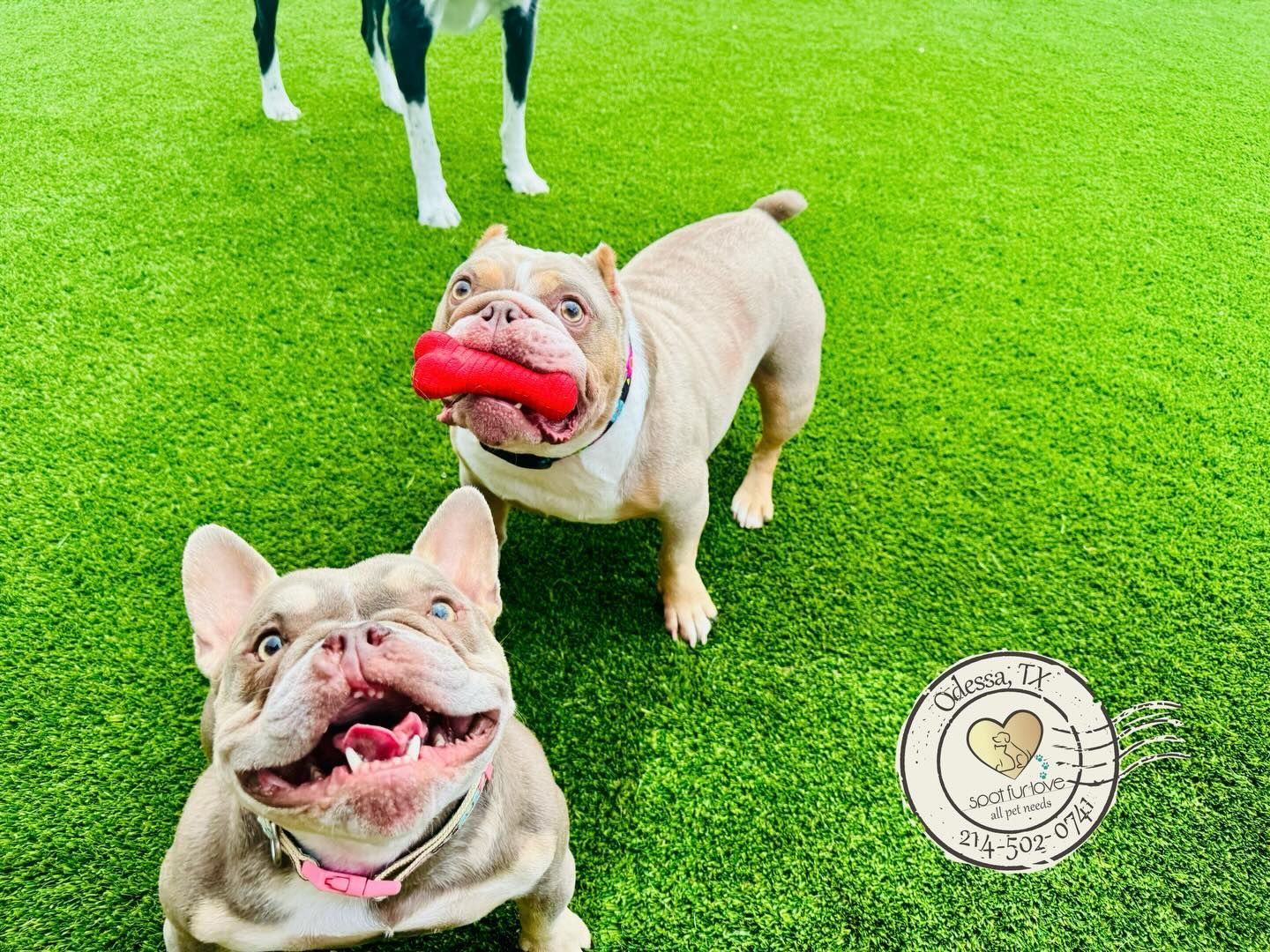 Three dogs on green grass; one with a red toy in its mouth, one smiling widely, and a third dog in the background.