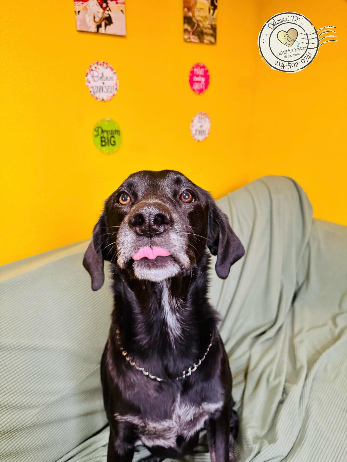 Black dog with tongue out, sitting on a couch. Yellow wall with decorations in the background.