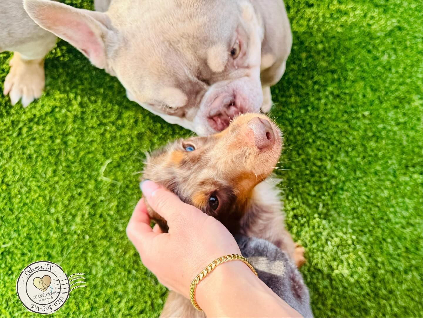 Two dogs, one light gray and the other brown, interacting on green grass. A hand pets the brown dog.