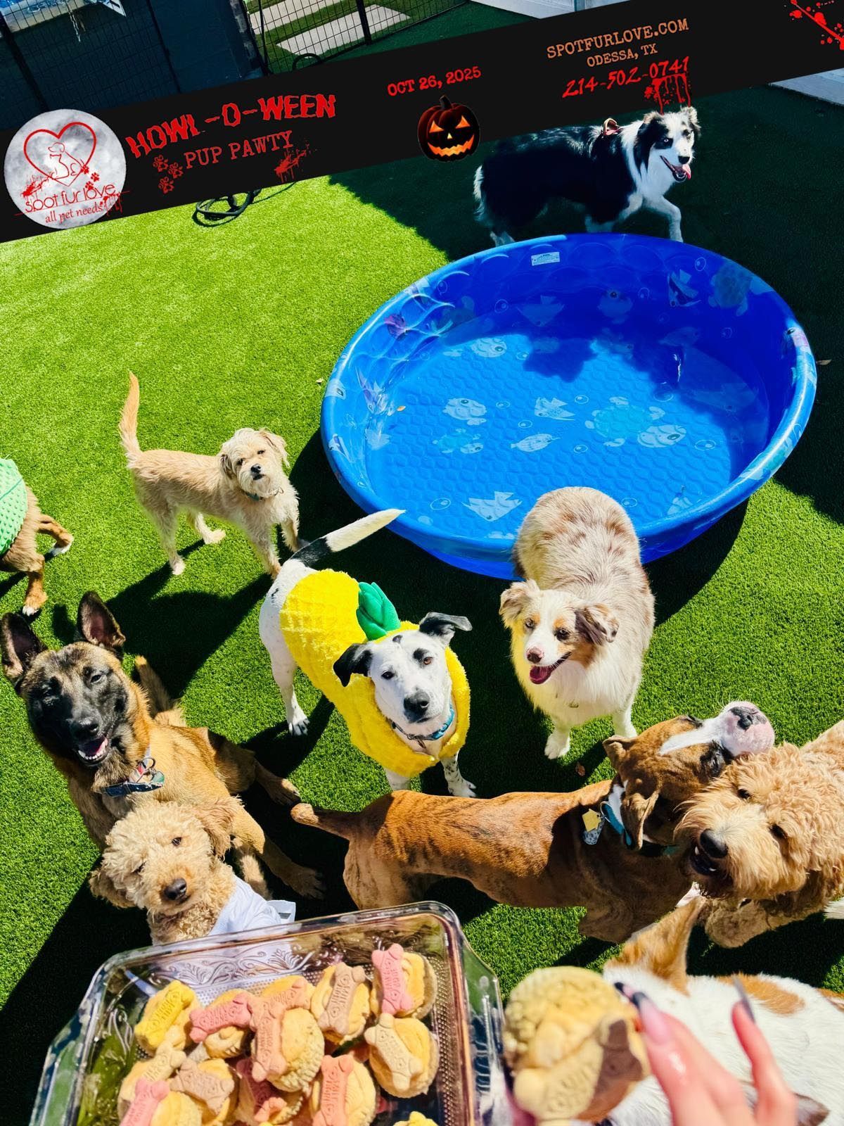 Dogs at a Halloween event with a small pool and treats; one in a pineapple costume.