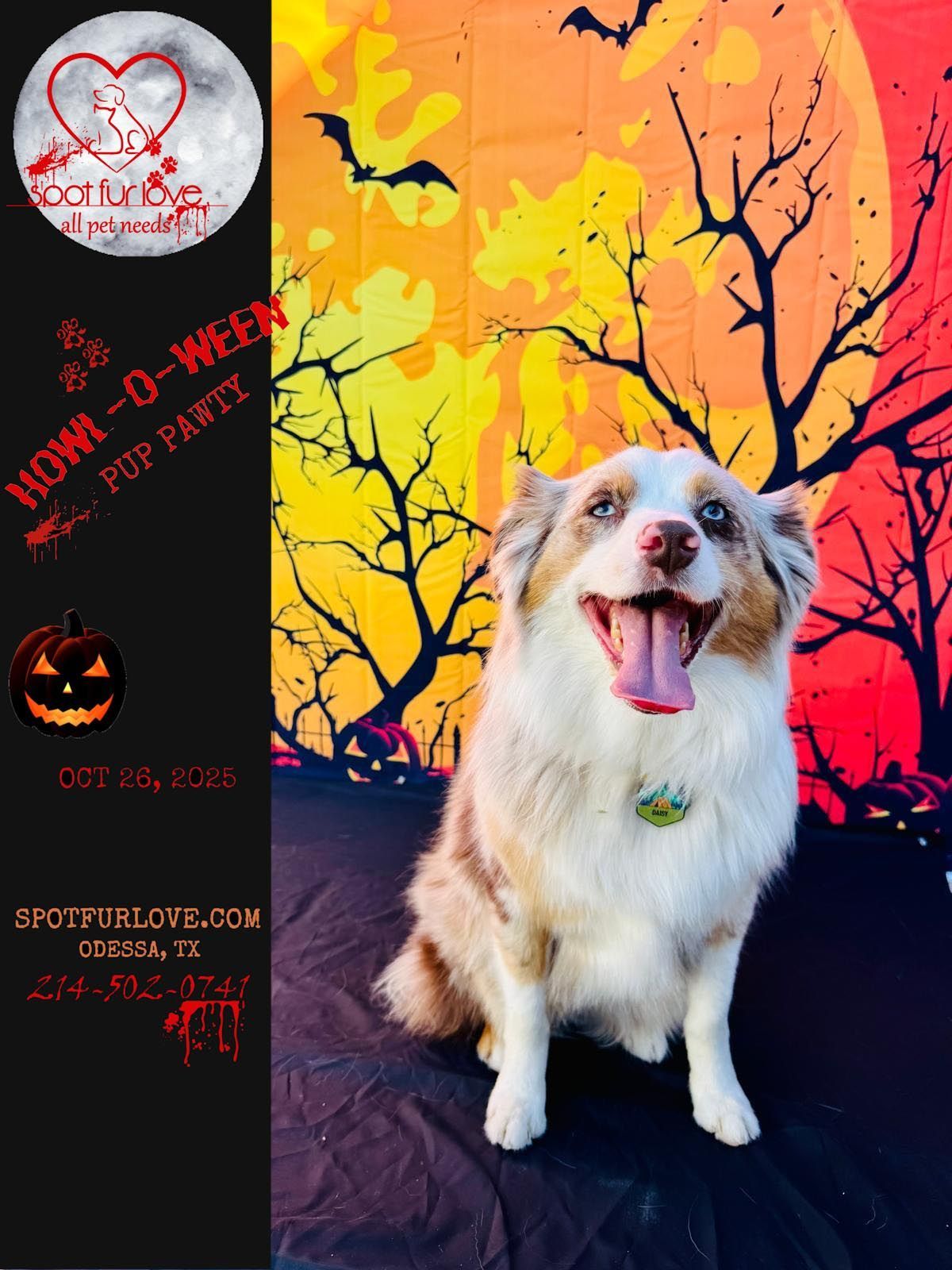 Australian Shepherd at a 