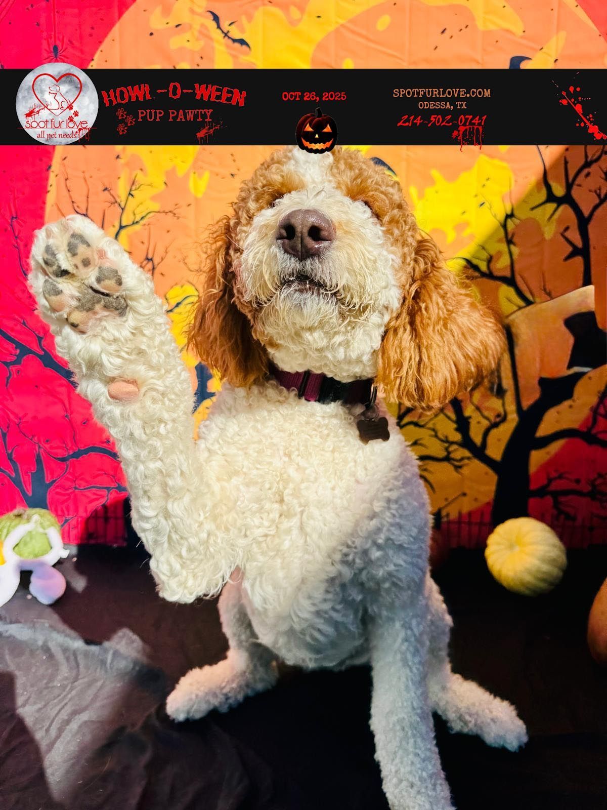 Dog in Halloween setting waving paw.