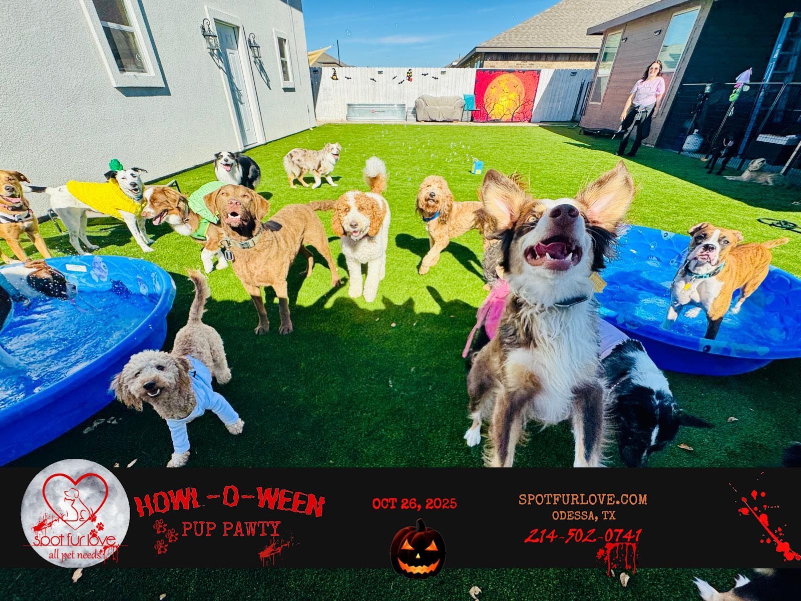Dogs playing in a yard with pools, some wearing costumes. 