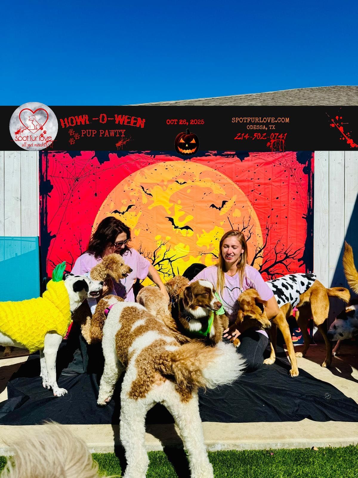 Two women with several dogs in Halloween costumes in front of a spooky backdrop.