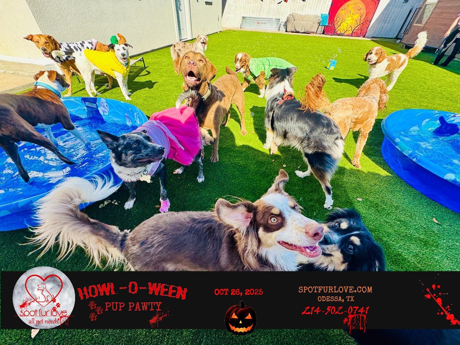 Dogs in costumes play in a yard with a 