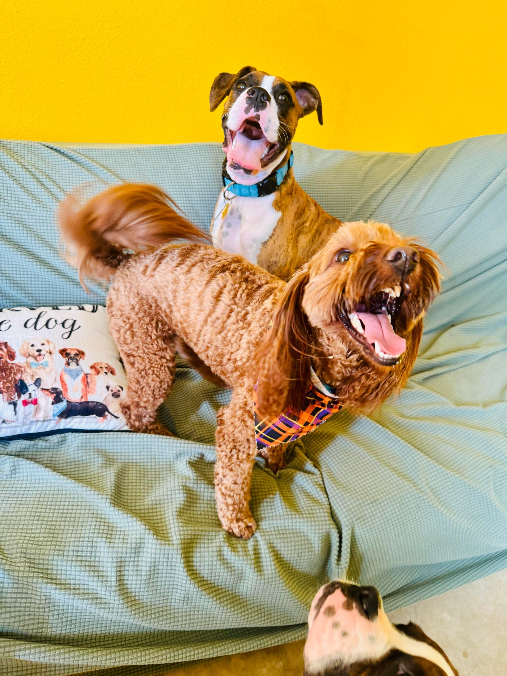 Two dogs with open mouths, one brown, one boxer, on a blue-green couch in front of a yellow wall.