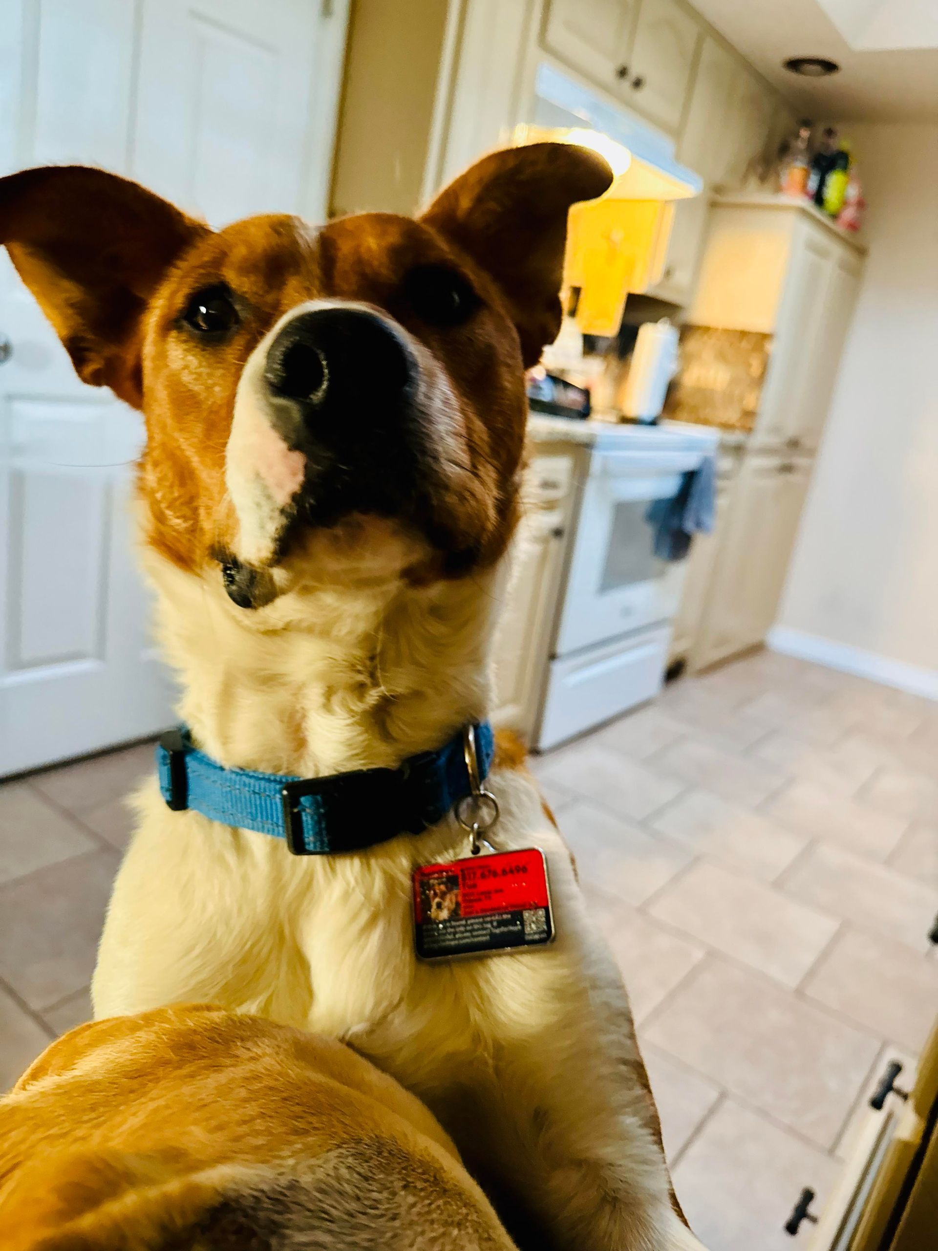 Dog with brown and white fur, wearing a blue collar, in a kitchen.