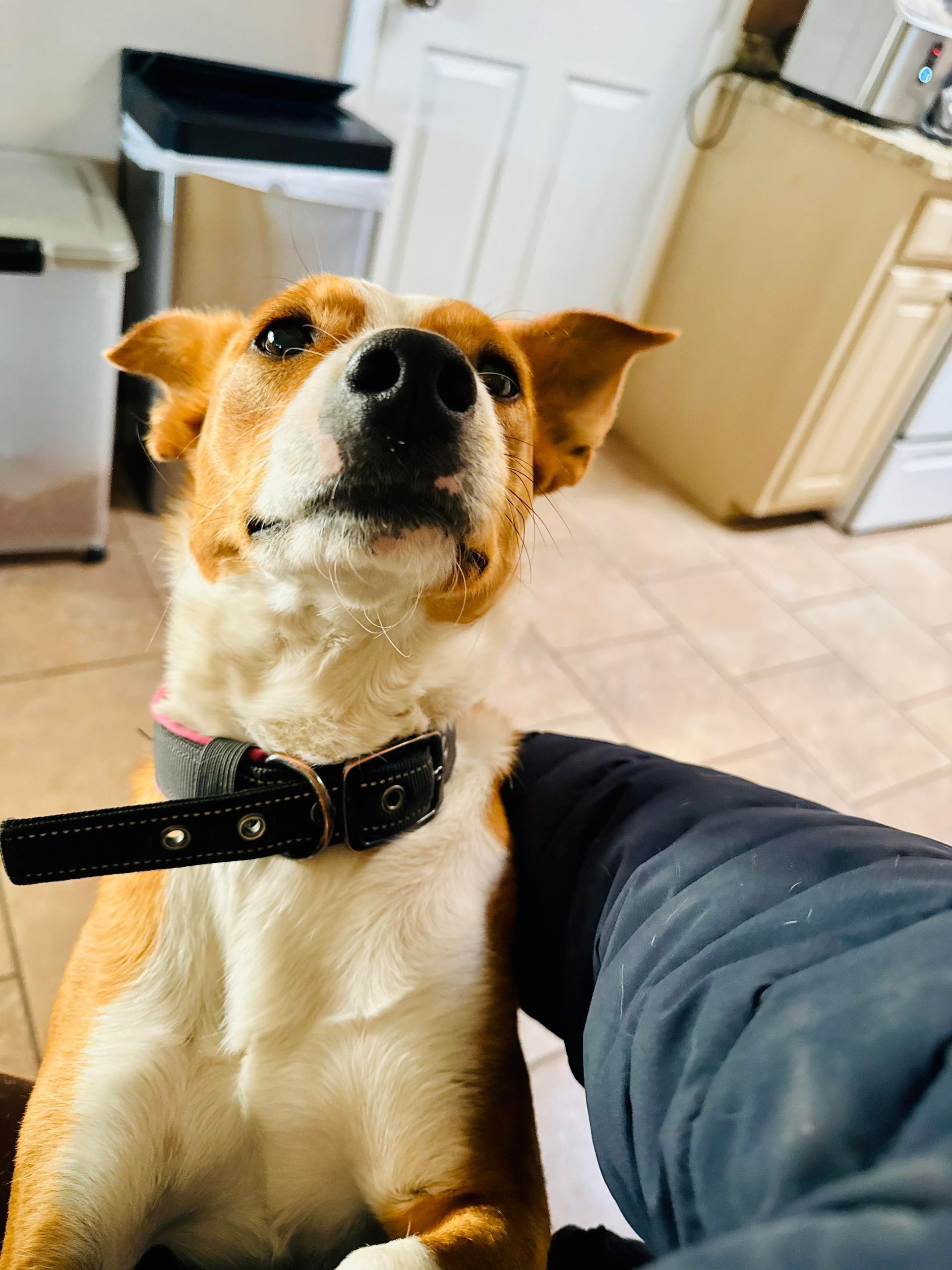 Dog with tan and white fur, wearing a black collar, looking up with a curious expression.