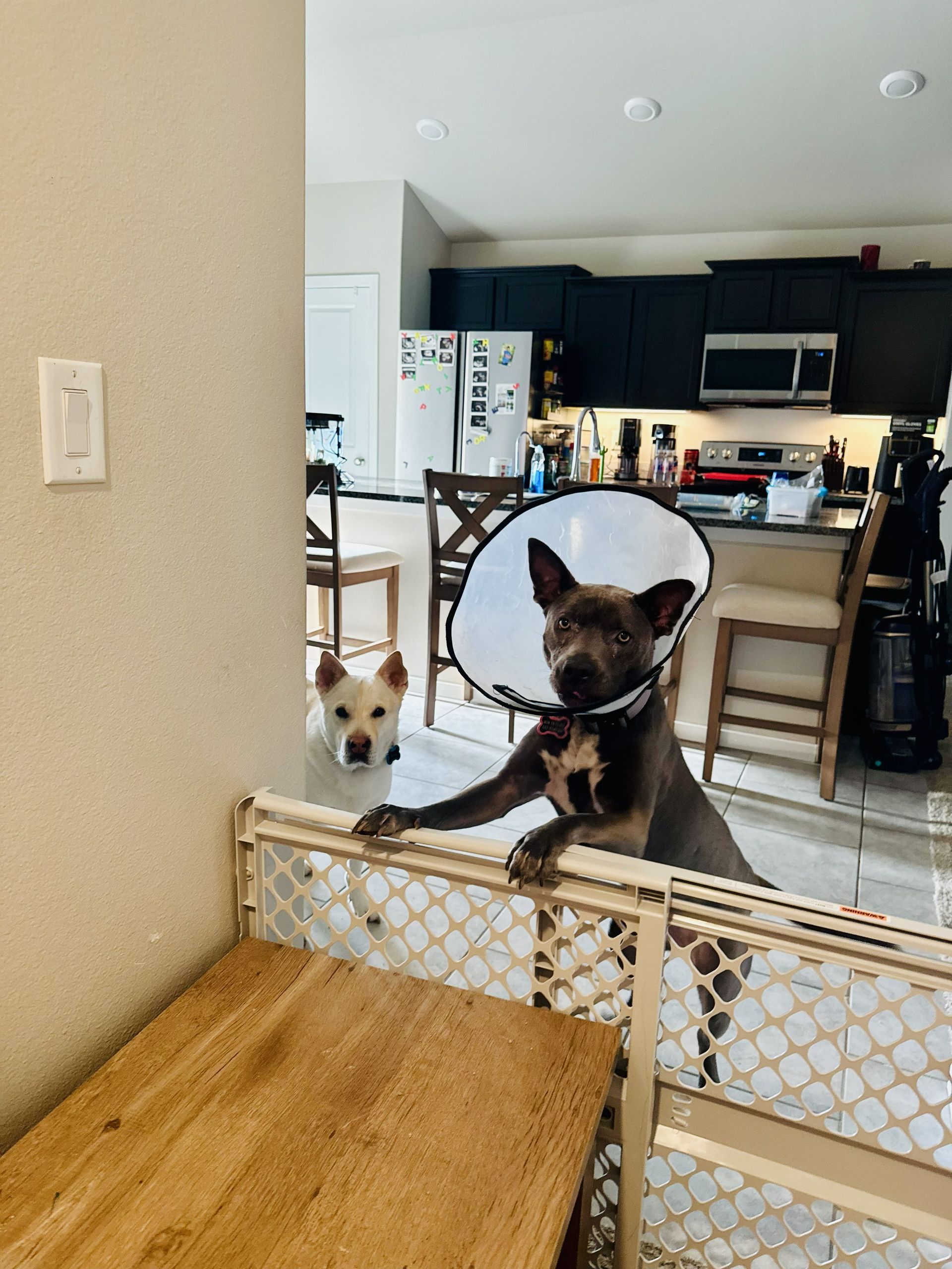 Two small dogs peek over a baby gate into a kitchen, one wearing a cone collar.