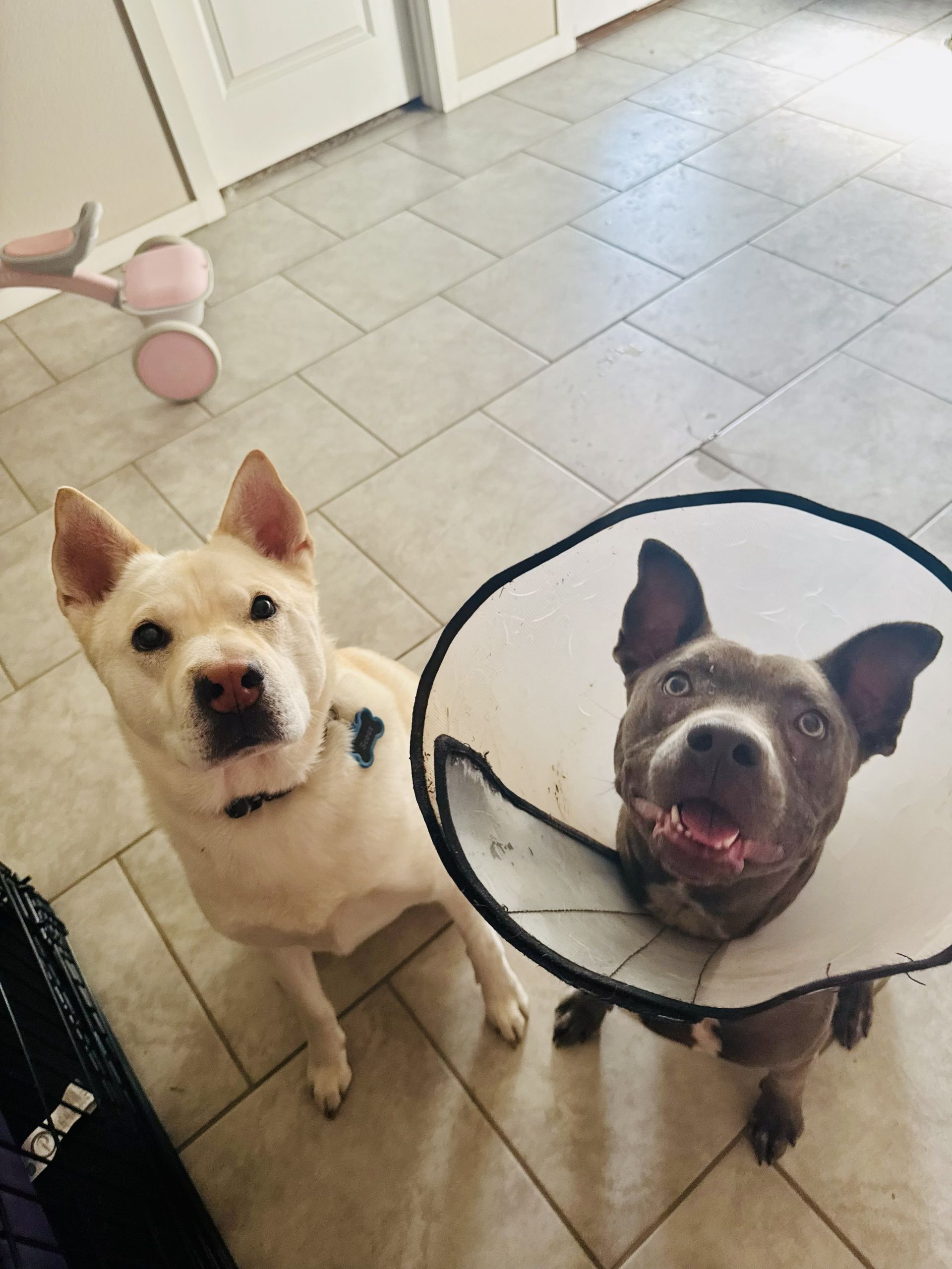Two dogs sitting on a tiled kitchen floor, one wearing a cone and both looking up at the camera.