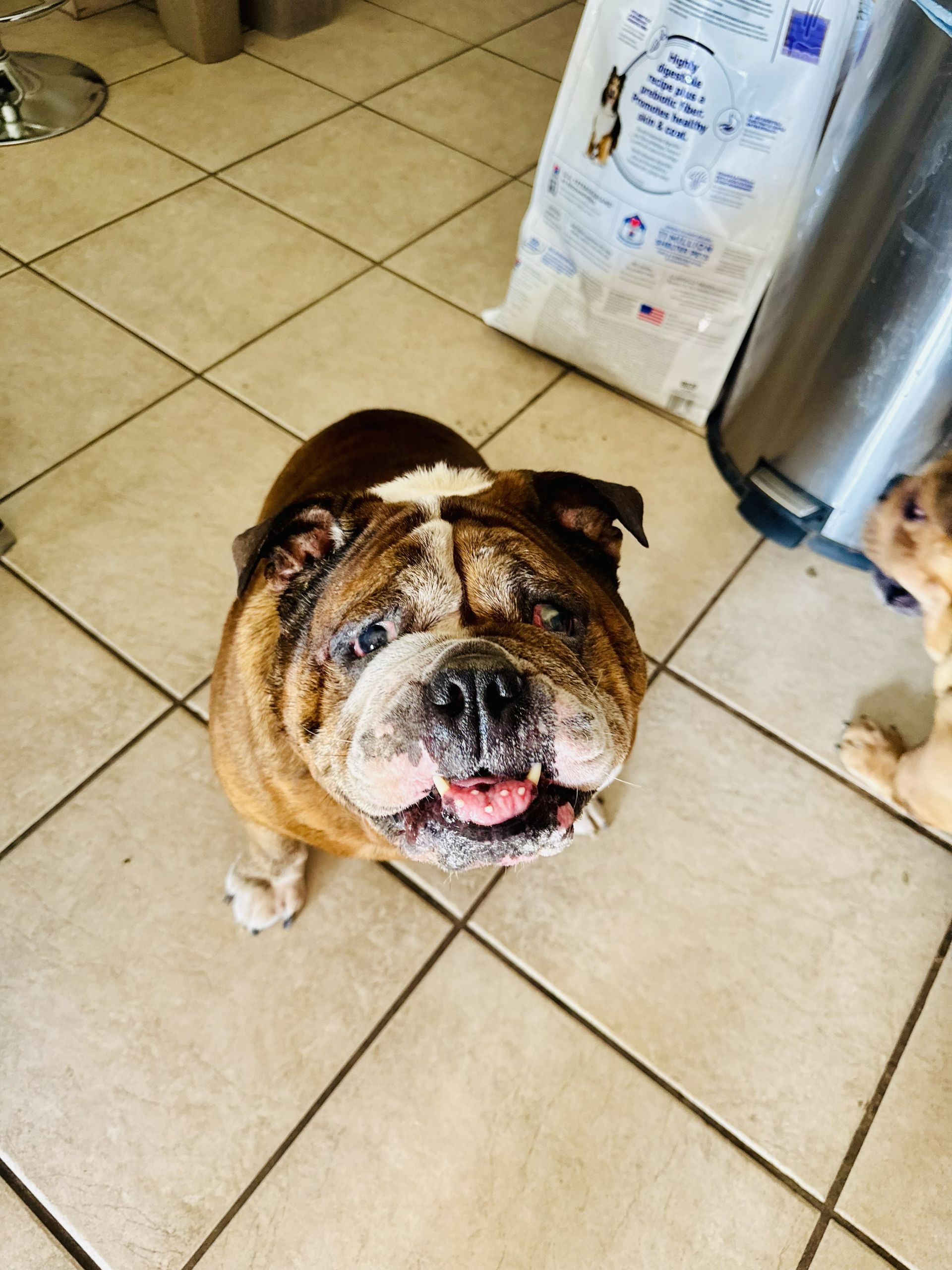 Bulldog standing on a tiled kitchen floor, looking up with tongue out.