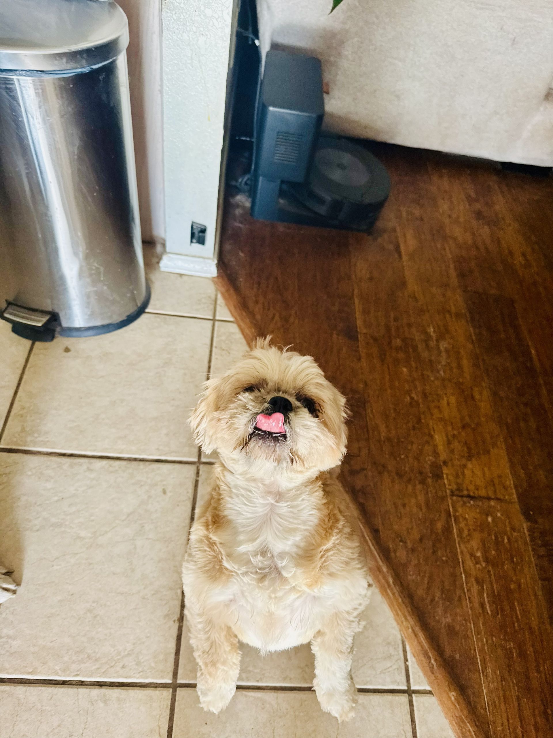 Small fluffy tan dog sitting on tile floor beside wood flooring, looking up with tongue out