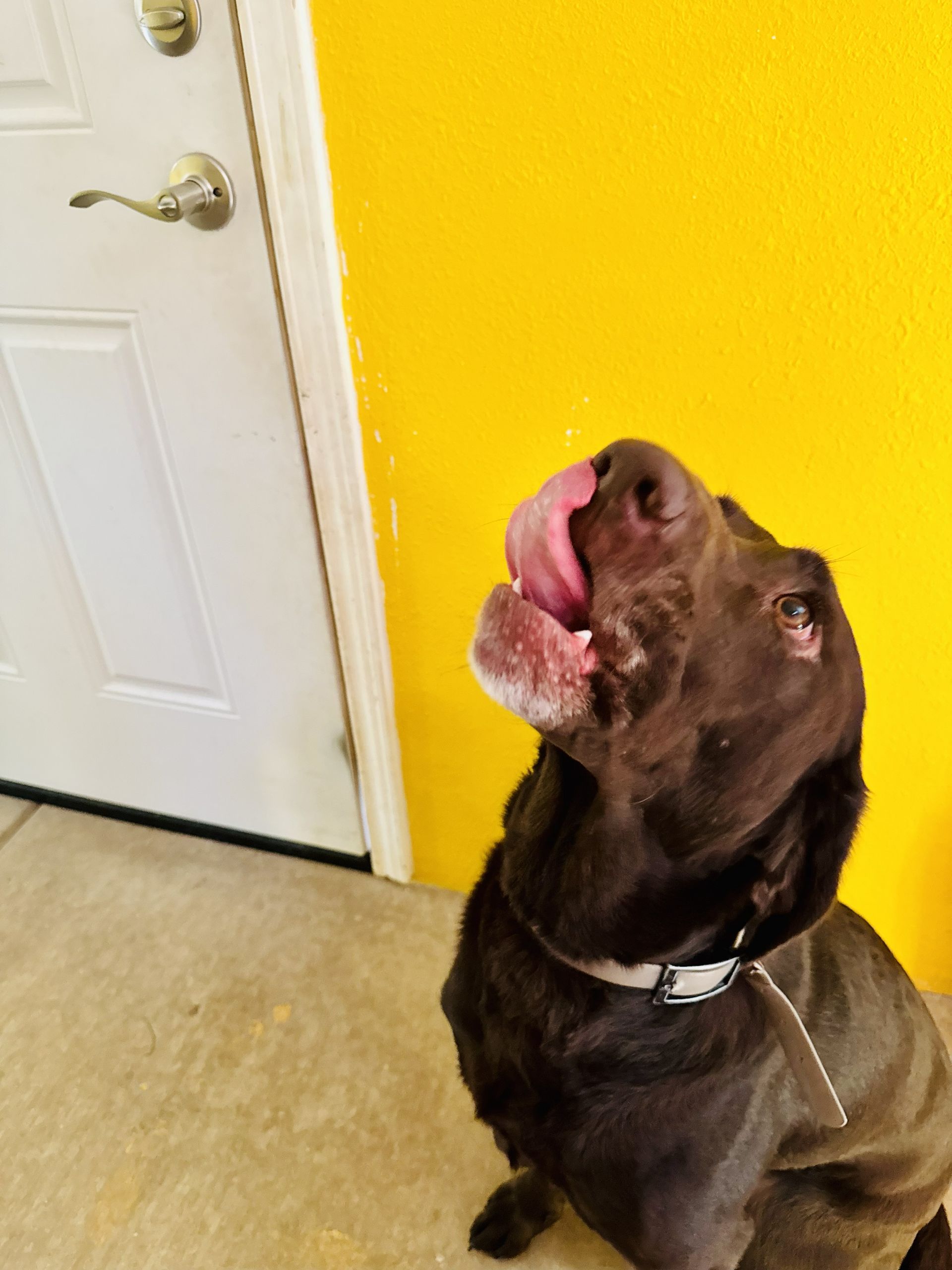 Chocolate Labrador licking its nose beside a white door and yellow wall