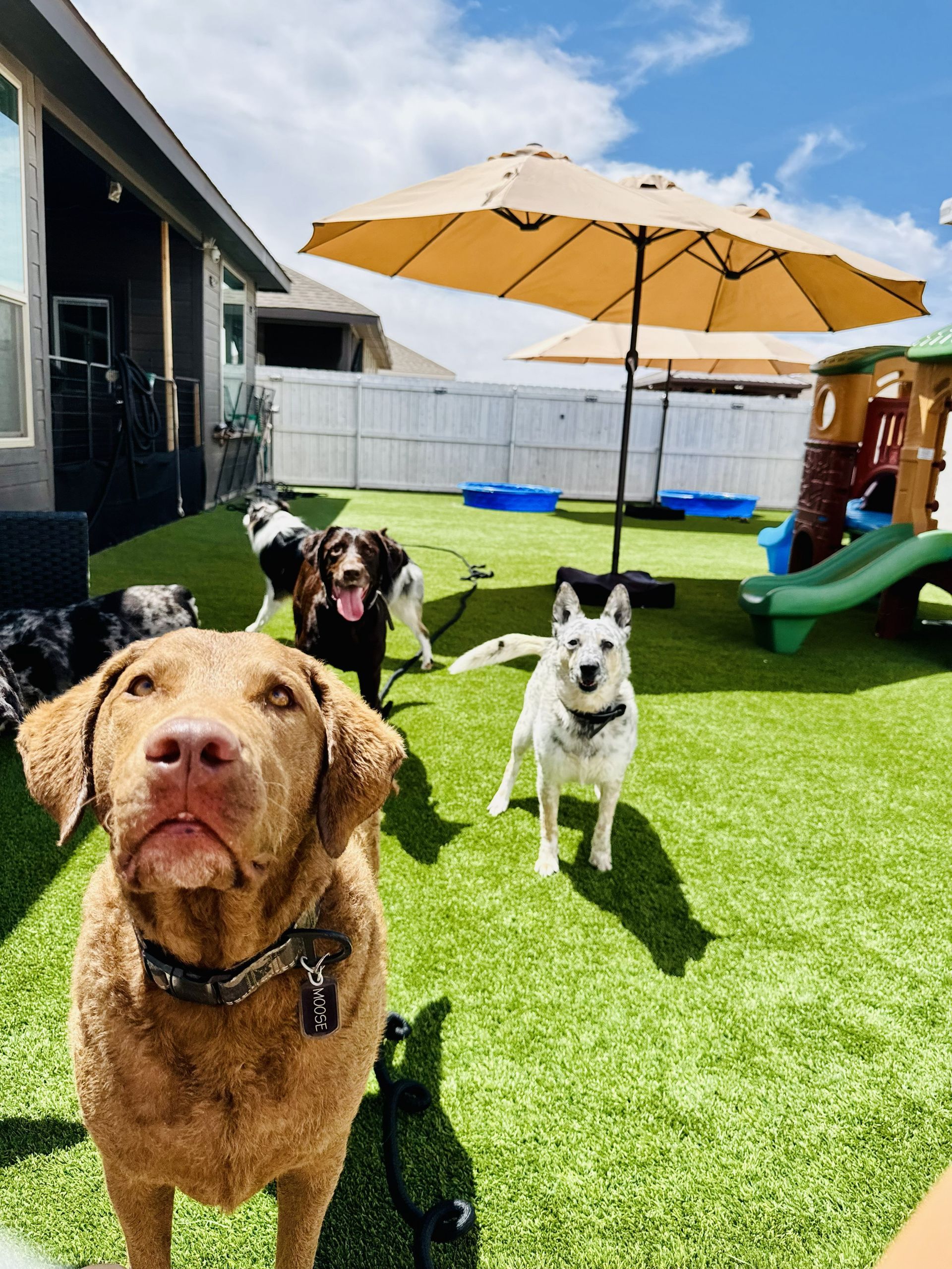 Three dogs on a backyard lawn near a house, with a tan dog in front and a patio umbrella in the background.