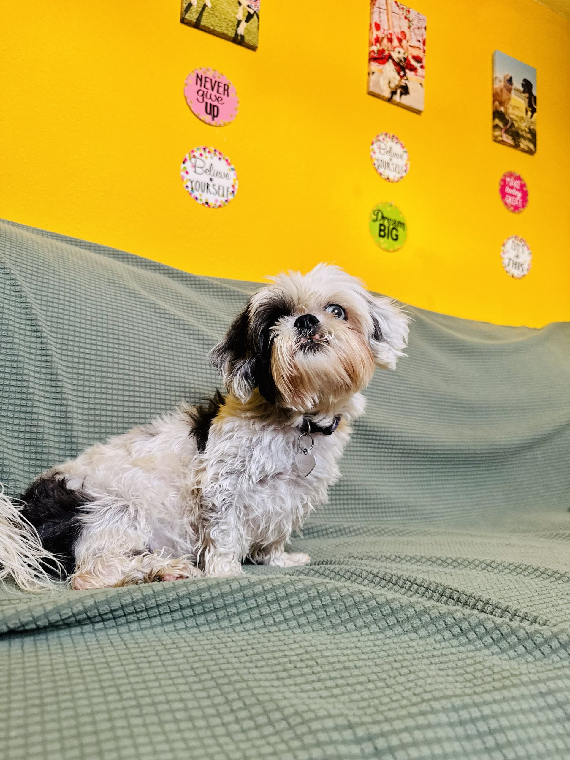 Small shaggy dog sitting on a green couch against a bright yellow wall with colorful decorations.