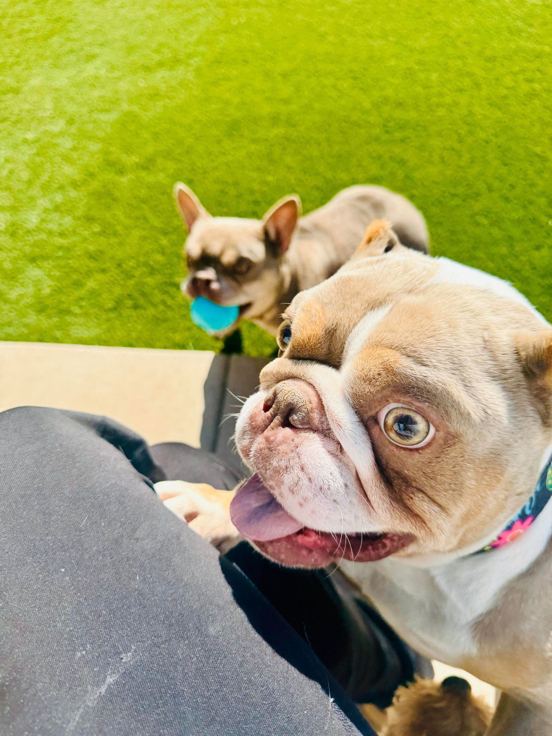 Two French bulldogs, one in foreground, panting with tongue out, the other holding a blue ball, on green turf.