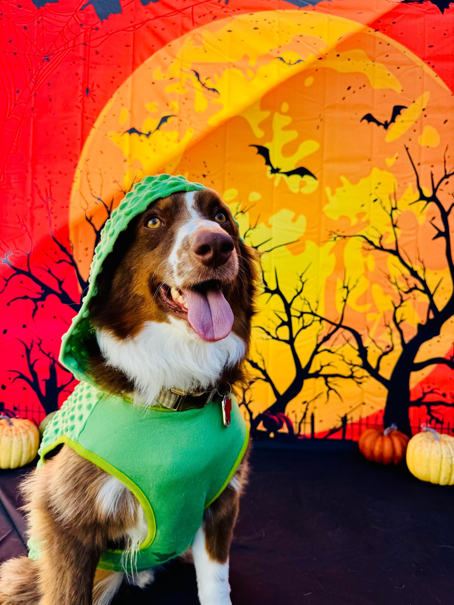 Dog in a green costume with a Halloween backdrop of a moon, bats, and pumpkins.