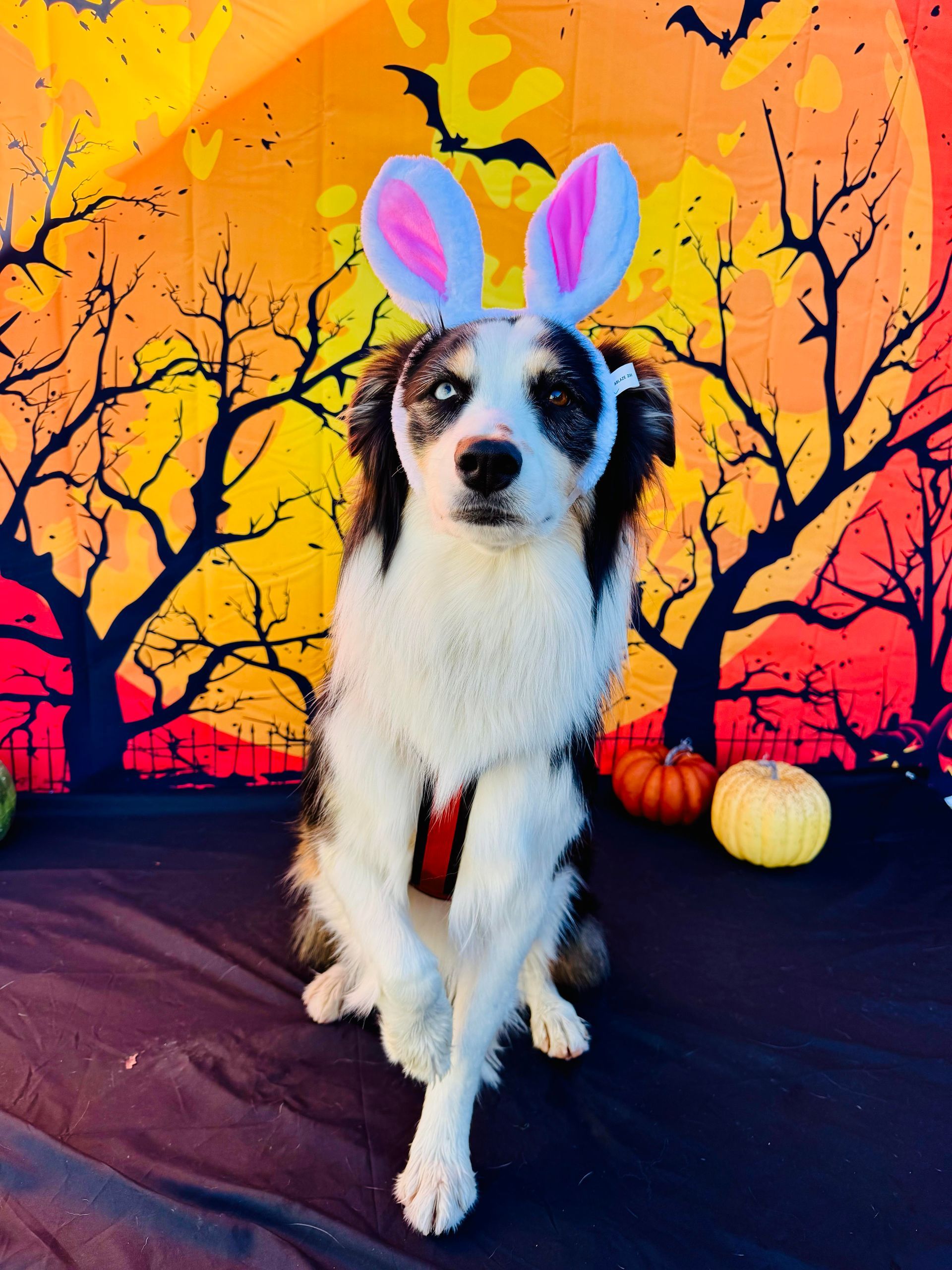 Dog wearing bunny ears in front of a Halloween backdrop with pumpkins.