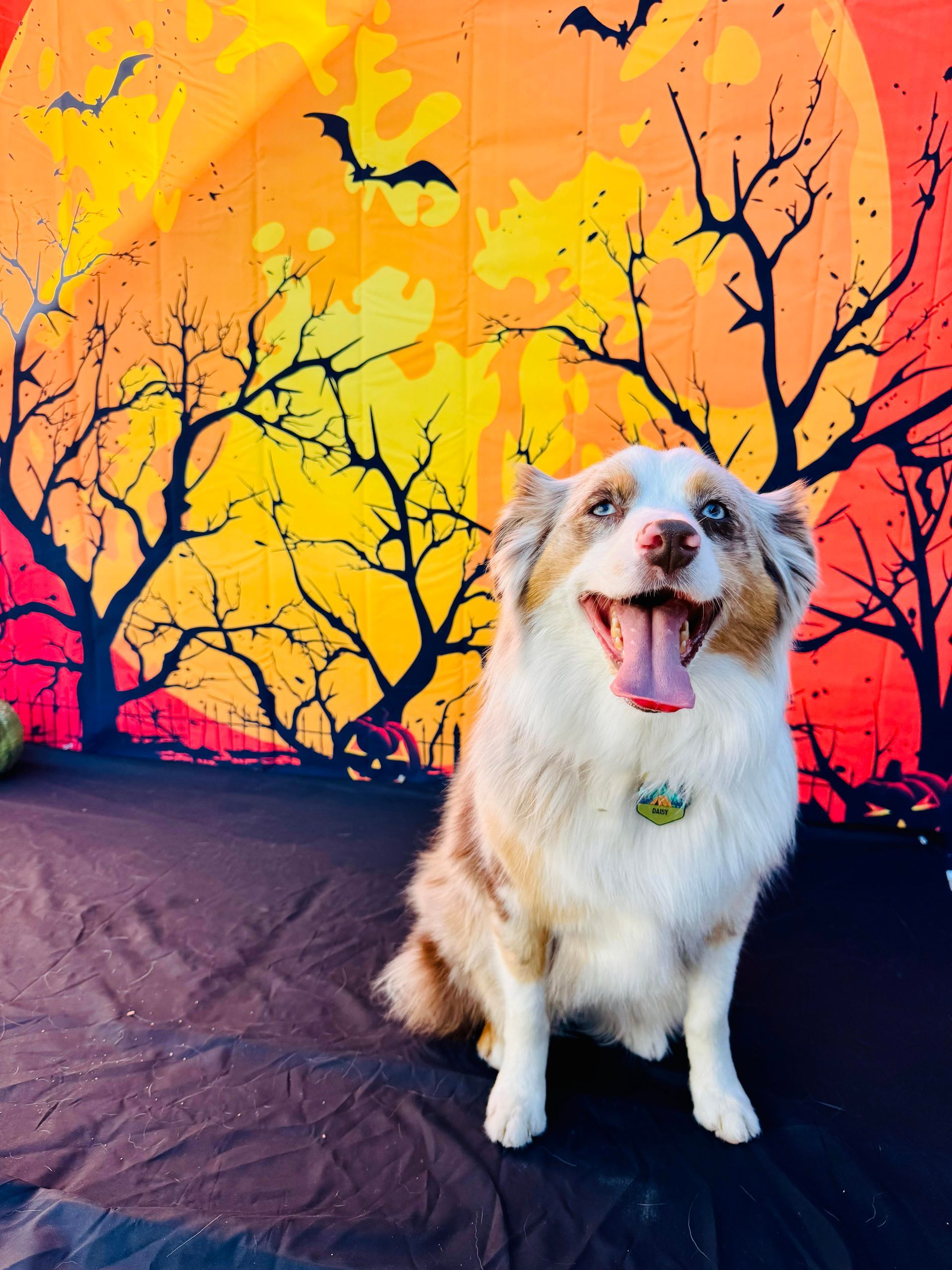 Smiling Aussie dog in front of Halloween backdrop with moon, bats, and trees.