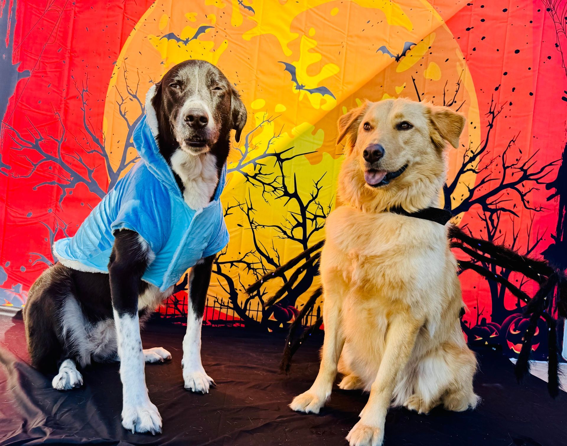 Two dogs posing in front of a Halloween backdrop. One wears a blue jacket, the other smiles.
