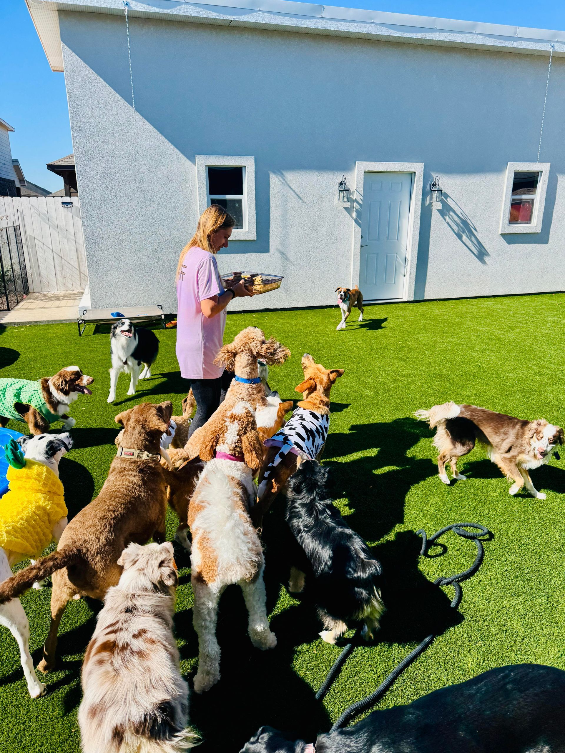 Dogs gather around a person holding food, on a green lawn in front of a white building.