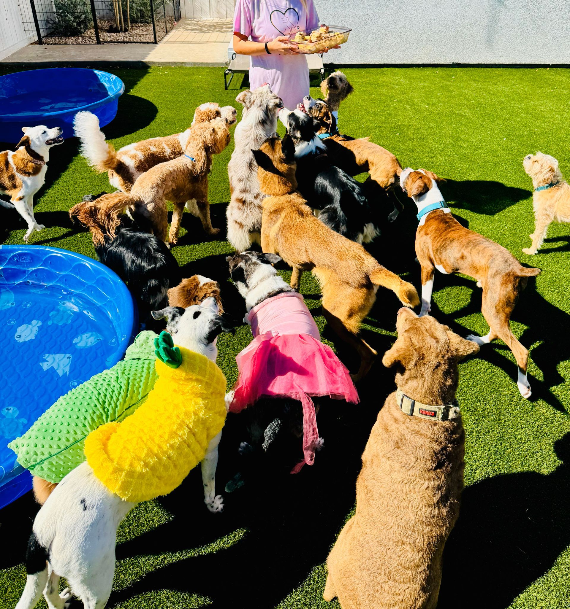 A group of dogs surround a person holding treats, on a green lawn with a pool.