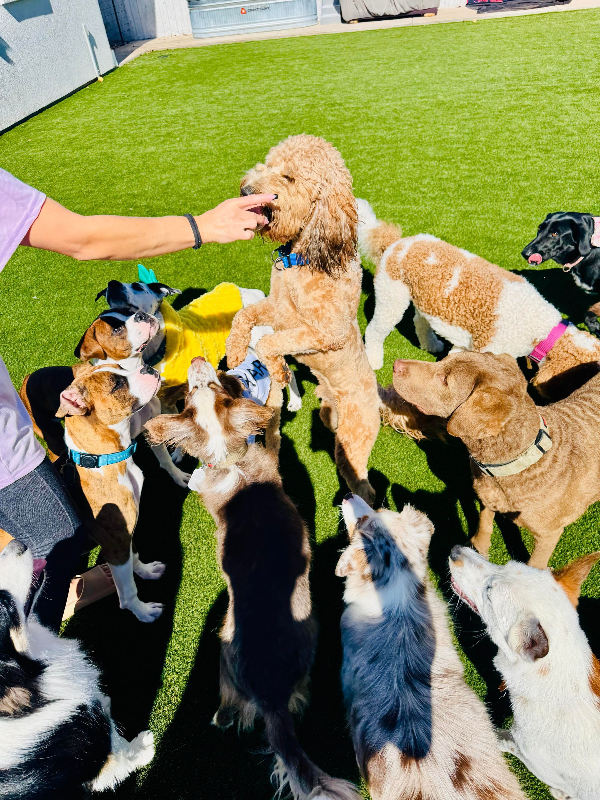 Dogs gathered around a person, reaching up for treats on green turf.